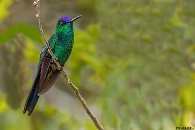 PICAFLOR CORONA VIOLACEA (Thalurania glaucopis)  - Celso Ramos - BRASIL (Enero 2025)