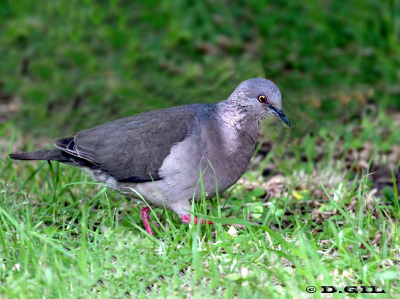 PALOMA MONTARÁZ COMÚN (Leptotila verreauxi) - Parque Lecocq-MONTEVIDEO (Noviembre 2011)