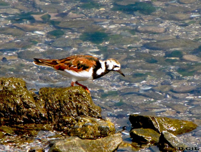 VUELVEPIEDRAS (Arenaria interpres) - Puerto de Punta del Este-MALDONADO (Mayo 2010)