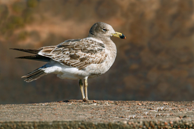 GAVIOTA CANGREJERA (Larus atlanticus) - Faro de Punta carretas - MONTEVIDEO (Junio 2025)