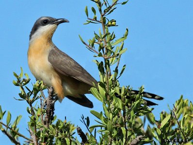 CUCLILLO COMÚN (Coccyzus melancoryphus) - Monte aledaño a Laguna Del Diario - MALDONADO (Febrero 2015)