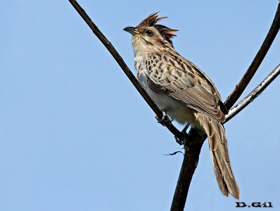 CRESPÍN (Tapera naevia) - Punta Espinillo - MONTEVIDEO (Octubre 2014)