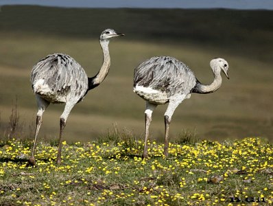ÑANDU (Rhea americana) - Campo en Arerunguá - SALTO (Mayo 2014)