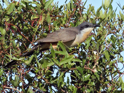 CUCLILLO COMÚN (Coccyzus melancoryphus) - La Coronilla - ROCHA (Enero 2014)