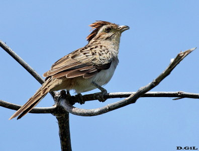 CRESPÍN (Tapera naevia) - Punta Espinillo - MONTEVIDEO (Octubre 2014)