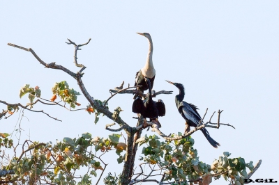      ANINGA (Anhinga anhinga) - Esteros del Iber&aacute; - ARGENTINA (Noviembre 2017)