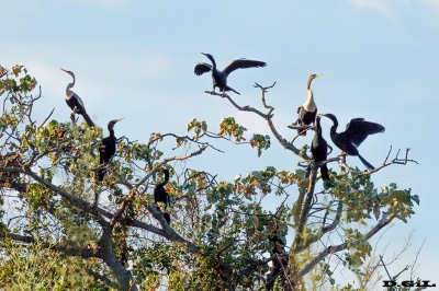      ANINGA (Anhinga anhinga) - Esteros del Iber&aacute; - ARGENTINA (Noviembre 2017)