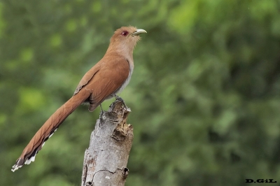 ALMA DE GATO (Piaya cayana)  - Imbassa&iacute; - Bah&iacute;a - BRASIL (Julio 2017)