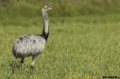 ÑANDU (Rhea americana) - Campo en Rinc&oacute;n de Vignoli - FLORIDA (Setiembre 2017)