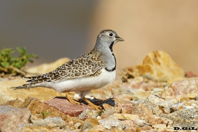 AGACHONA (Thinocorus rumicivorus) - (Macho) Faro de Punta Carretas - MONTEVIDEO (Abril 2018)