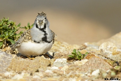 AGACHONA (Thinocorus rumicivorus) - (Macho) Faro de Punta Carretas - MONTEVIDEO (Abril 2018)