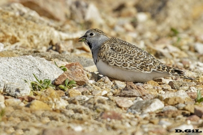 AGACHONA (Thinocorus rumicivorus) - (Macho) Faro de Punta Carretas - MONTEVIDEO (Abril 2018)