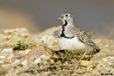 AGACHONA (Thinocorus rumicivorus) - (Macho) Faro de Punta Carretas - MONTEVIDEO (Abril 2018)