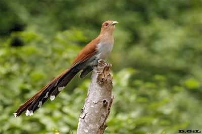 ALMA DE GATO (Piaya cayana) - Imbassa&iacute; - Bah&iacute;a - BRASIL (Julio 2017)