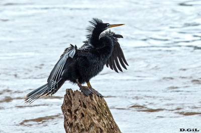 ANINGA (Anhinga anhinga) - (Macho) Iguazù-Misiones - ARGENTINA (Abril 2022)