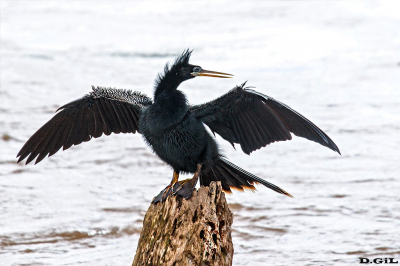 ANINGA (Anhinga anhinga) - (Macho) Iguazù-Misiones - ARGENTINA (Abril 2022)
