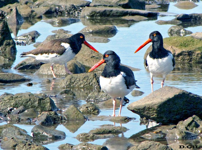 OSTRERO COMÚN (Haematopus palliatus) - Rocas en La Estacada - MONTEVIDEO (Agosto 2009)