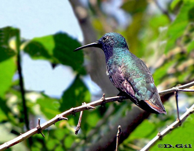 PICAFLOR VIENTRE NEGRO (Anthracothorax nigricollis) - Puerto Iguazu-ARGENTINA (Octubre 2010)