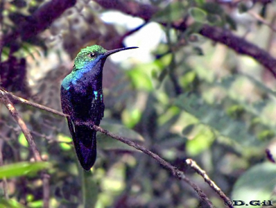 PICAFLOR VIENTRE NEGRO (Anthracothorax nigricollis) - Puerto Iguazu-ARGENTINA (Octubre 2010)