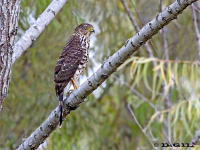 GAVILÁN BICOLOR (Accipiter bicolor) 