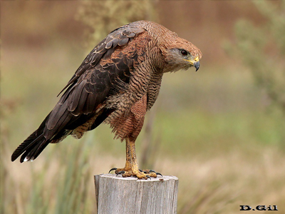 AGUILA COLORADA (Buteogallus meridionalis) - Cno. del Indio - ROCHA (Febrero 2016)