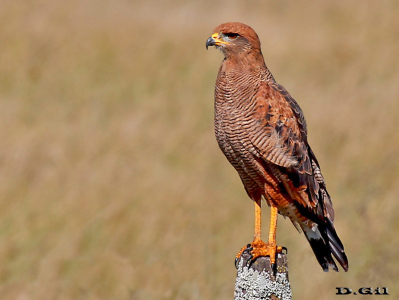 AGUILA COLORADA (Buteogallus meridionalis) - Ruta 11-Entre Ríos - ARGENTINA (Marzo 2013)