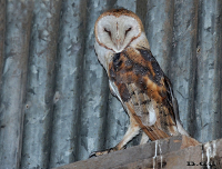 LECHUZA DE CAMPANARIO (Tyto alba)