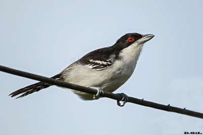 CHORORÓ (Taraba major) - Gualeguaychù - ARGENTINA (Abril 2026)
