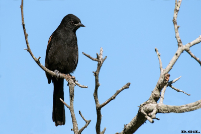 BOYERÍN (Icterus pyrrhopterus) - Punta Espinillo - MONTEVIDEO (Abril 2016)