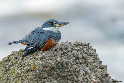 MARTÍN PESCADOR GRANDE (Megaceryle torquata) - Puerto del Buceo - MONTEVIDEO (Abril 2026)