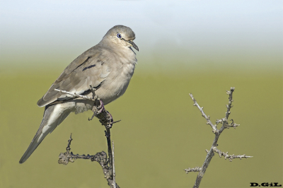 TORCACITA COMÚN (Columbina picui) - Rambla de Montevideo (Abril 2026)