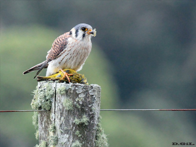 HALCONCITO COMÚN (Falco sparverius) (2) - (Hembra) Campo en Ruta 10-MALDONADO (Agosto 2011)