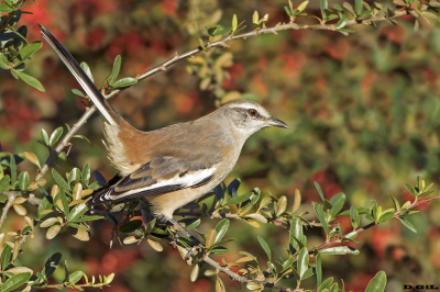 CALANDRIA TRES COLAS (Mimus triurus) - Barrio Buceo - MONTEVIDEO (Abril 2026)