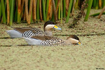 PATO CAPUCHINO (Spatula versicolor) - (Pareja) Playa Penino - SAN JOSÈ (Marzo 2023)
