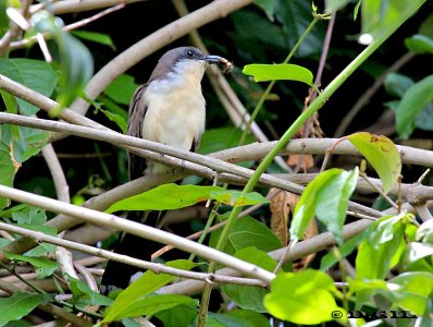CUCLILLO COMÚN (Coccyzus melancoryphus) - Jardin Botánico-MONTEVIDEO (Diciembre 2011)