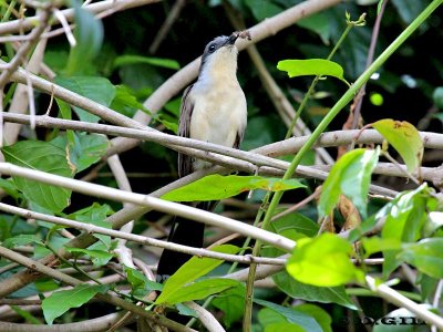 CUCLILLO COMÚN (Coccyzus melancoryphus) - Jardin Botánico-MONTEVIDEO (Diciembre 2011)