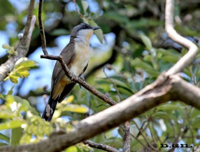 CUCLILLO COMÚN (Coccyzus melancoryphus) - Parque Rodó-MONTEVIDEO (Diciembre 2011)