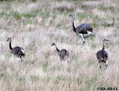 ÑANDÚ (Rhea americana) - Campo en ruta 14 - ROCHA (Abril 2011)