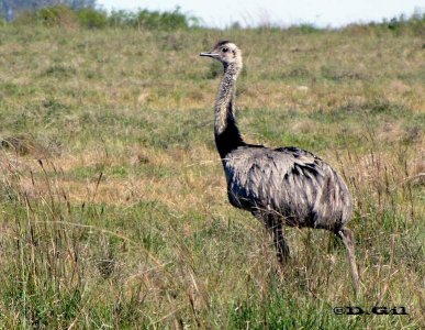 ÑANDÚ (Rhea americana) - (Macho) Campo en Tomas Gomensoro - ARTIGAS (Noviembre 2010)