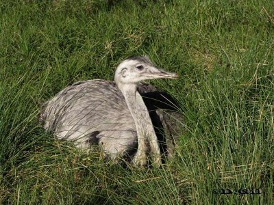 ÑANDÚ (Rhea americana) - (Hembra) Campo en FLORIDA (Julio 2009)