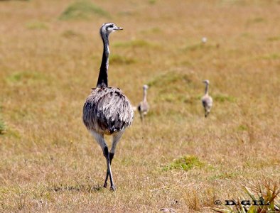 ÑANDÚ (Rhea americana) - Campo en Cno. Del Indio - ROCHA (Enero 2012)